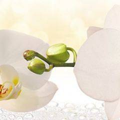 Кухонный фартук Цветы 328 МДФ матовый (3000) Flowers в Южноуральске - yuzhnouralsk.mebel24.online | фото